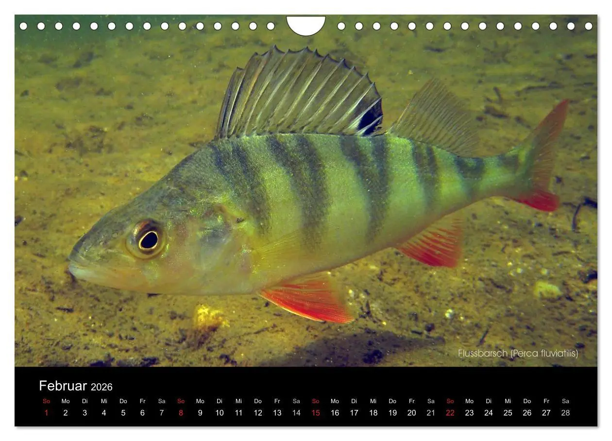 Bild: 9783516024692 | Tauchrevier Deutschland (Wandkalender 2026 DIN A4 quer), CALVENDO...