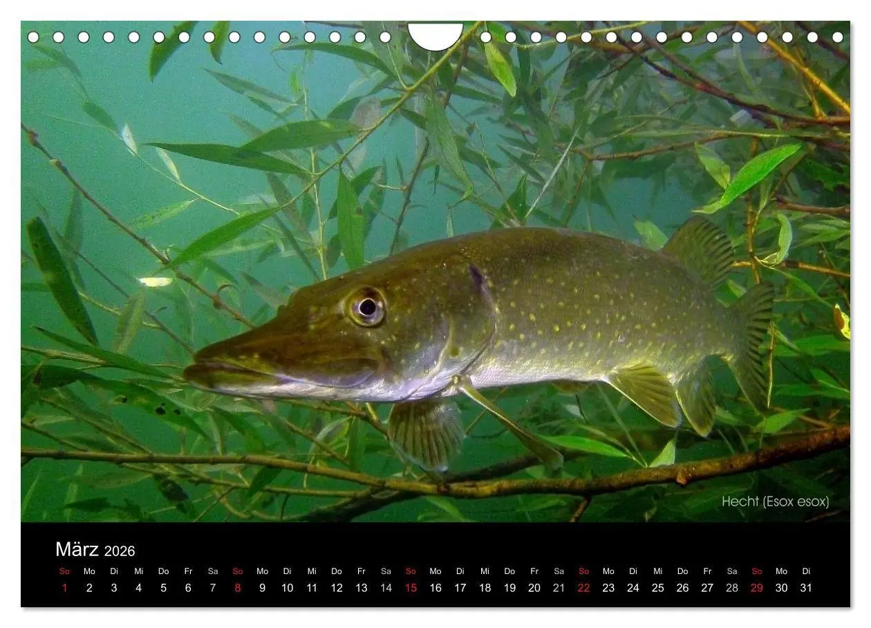 Bild: 9783516024692 | Tauchrevier Deutschland (Wandkalender 2026 DIN A4 quer), CALVENDO...
