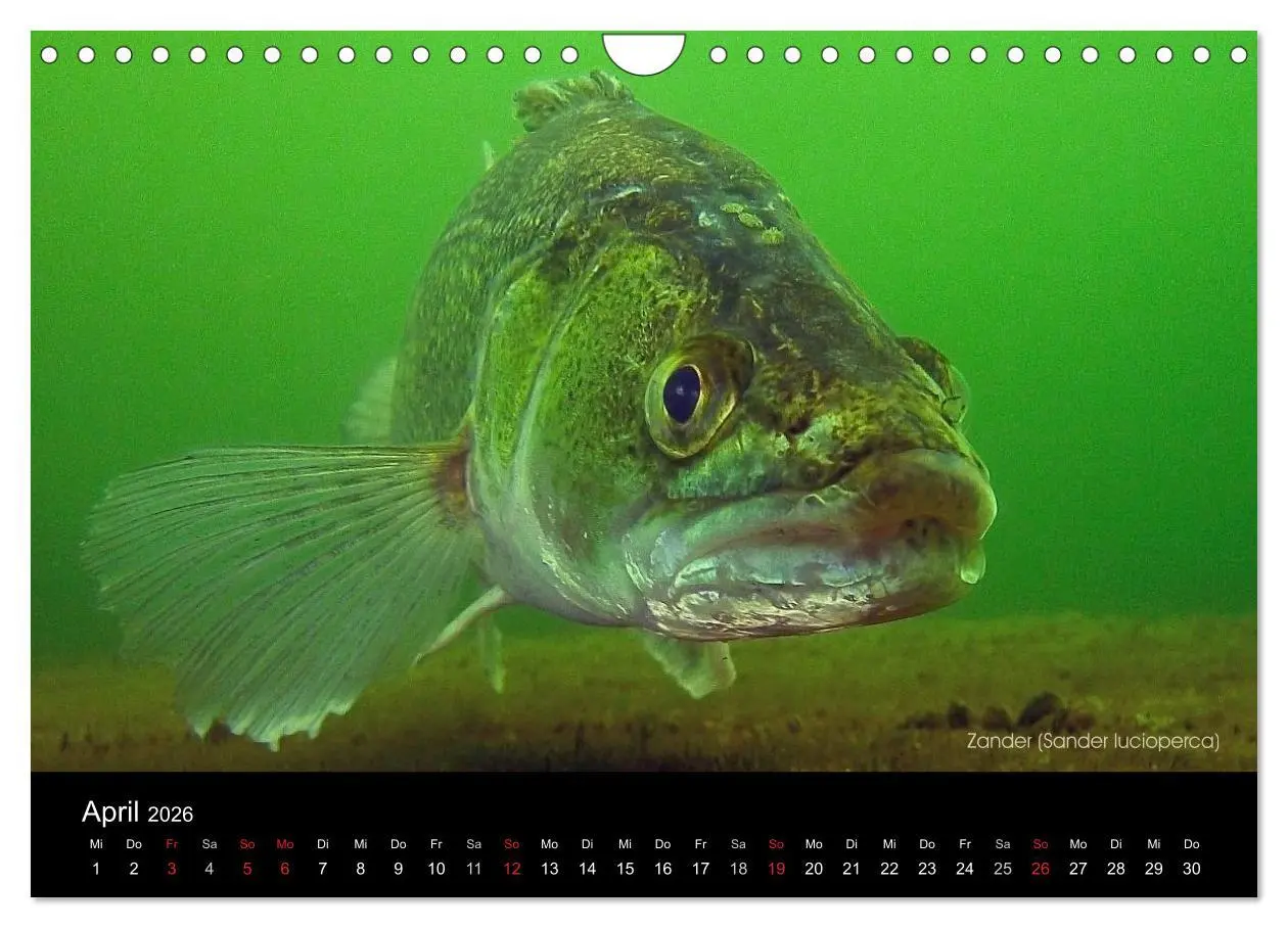 Bild: 9783516024692 | Tauchrevier Deutschland (Wandkalender 2026 DIN A4 quer), CALVENDO...