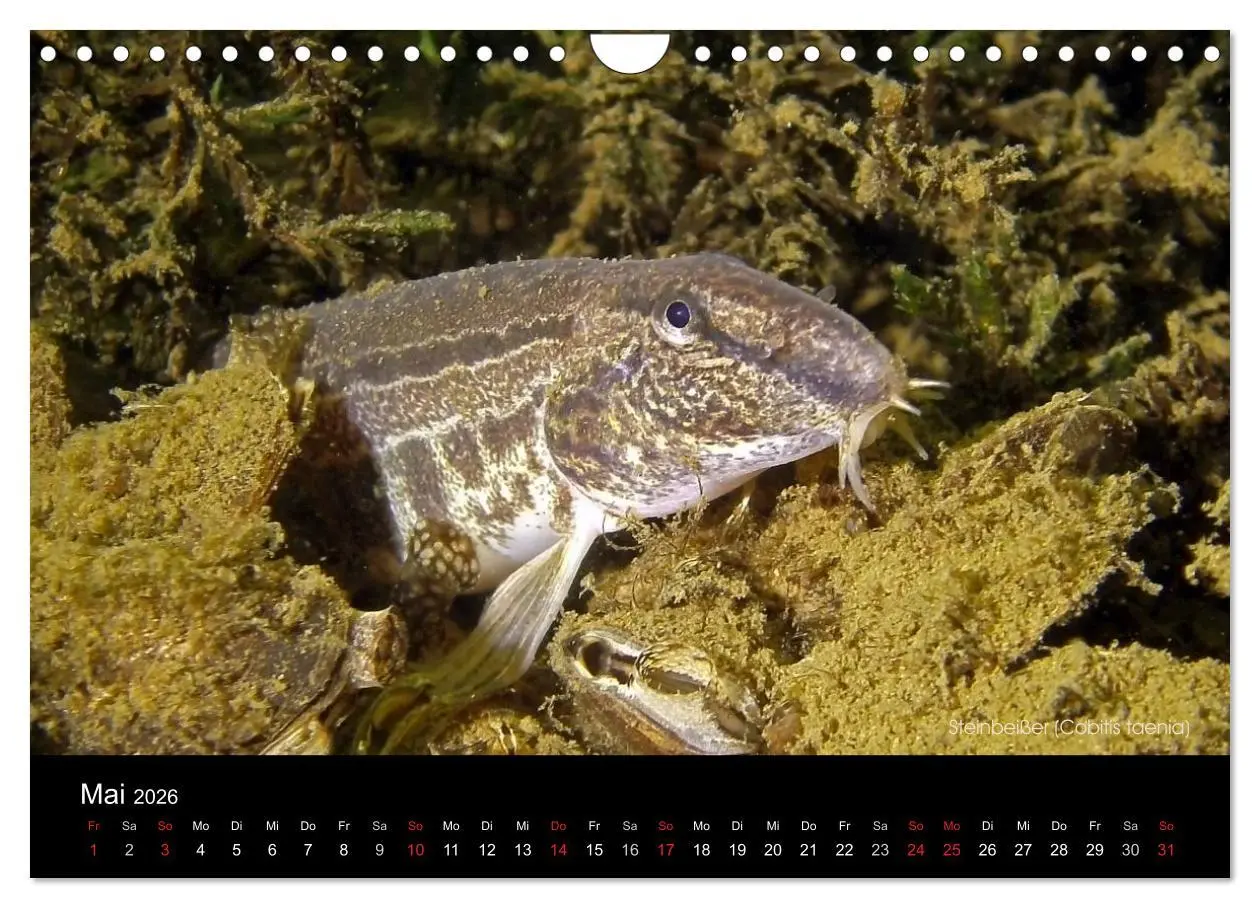 Bild: 9783516024692 | Tauchrevier Deutschland (Wandkalender 2026 DIN A4 quer), CALVENDO...
