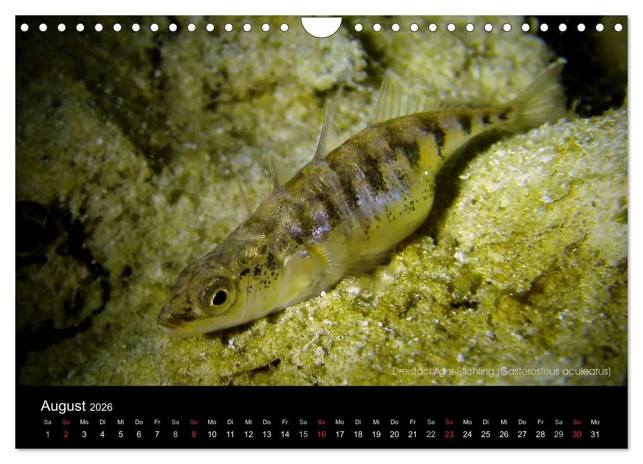 Bild: 9783516024692 | Tauchrevier Deutschland (Wandkalender 2026 DIN A4 quer), CALVENDO...