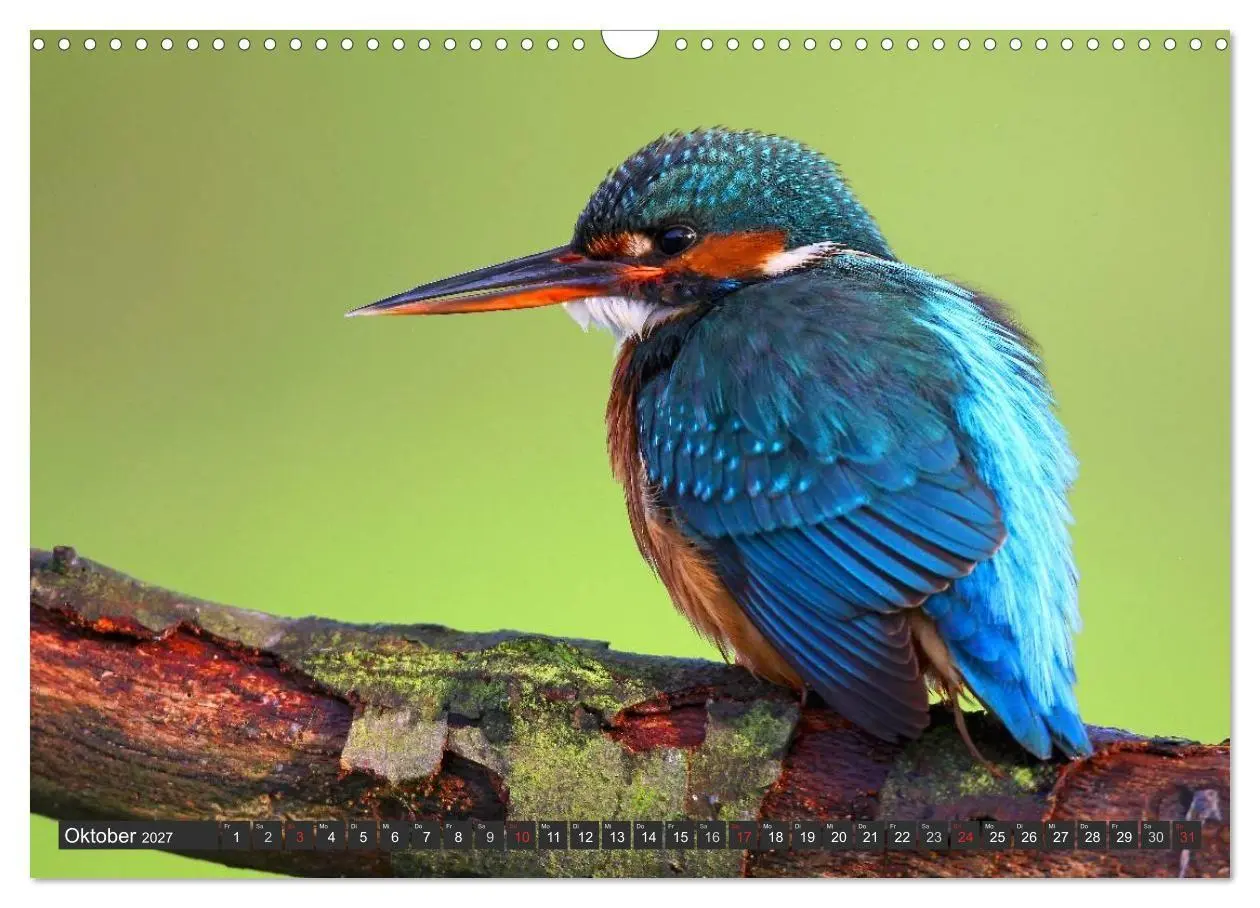 Bild: 9783594244692 | Der Eisvogel (Wandkalender 2027 DIN A3 quer), CALVENDO Monatskalender