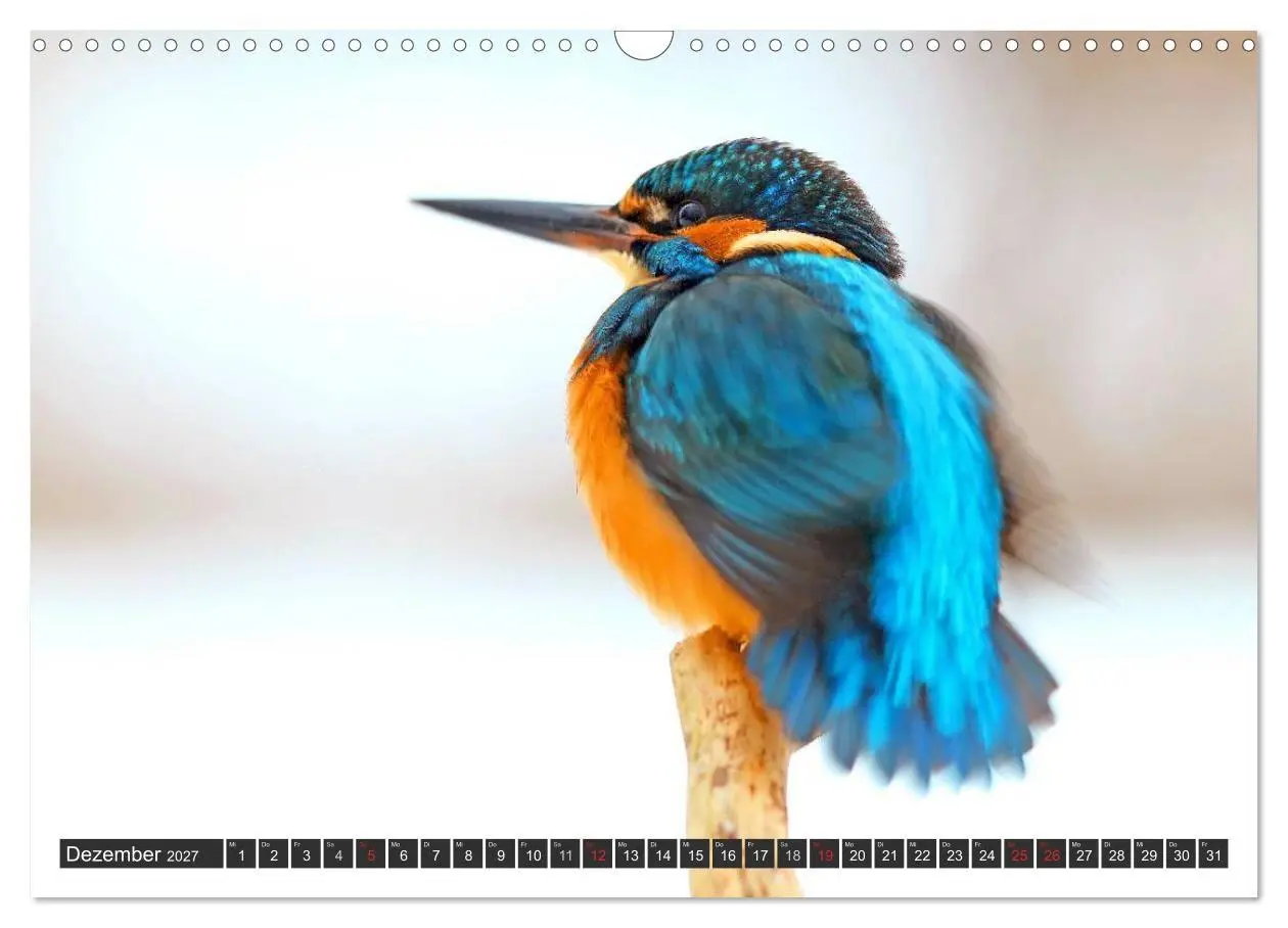 Bild: 9783594244692 | Der Eisvogel (Wandkalender 2027 DIN A3 quer), CALVENDO Monatskalender