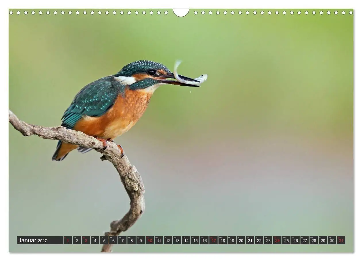 Bild: 9783594244692 | Der Eisvogel (Wandkalender 2027 DIN A3 quer), CALVENDO Monatskalender