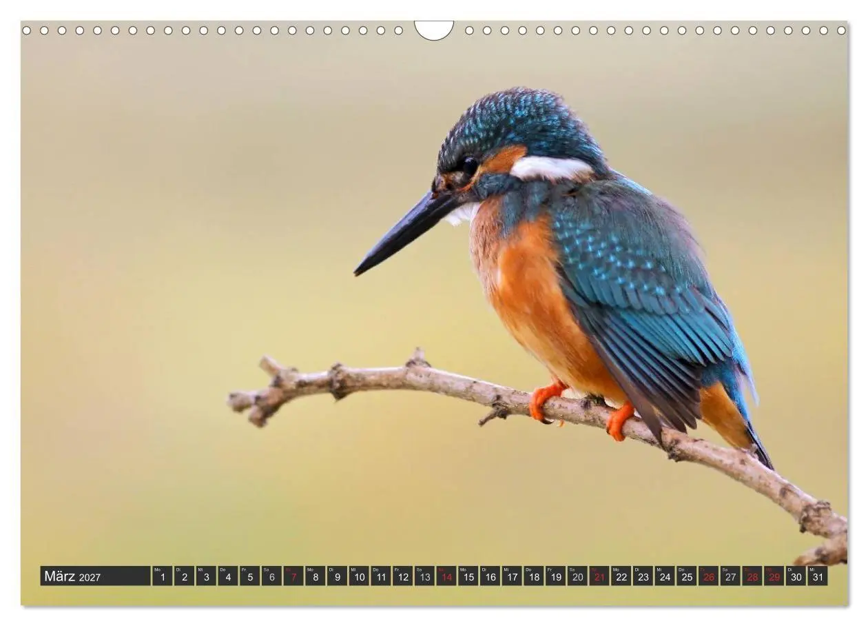 Bild: 9783594244692 | Der Eisvogel (Wandkalender 2027 DIN A3 quer), CALVENDO Monatskalender