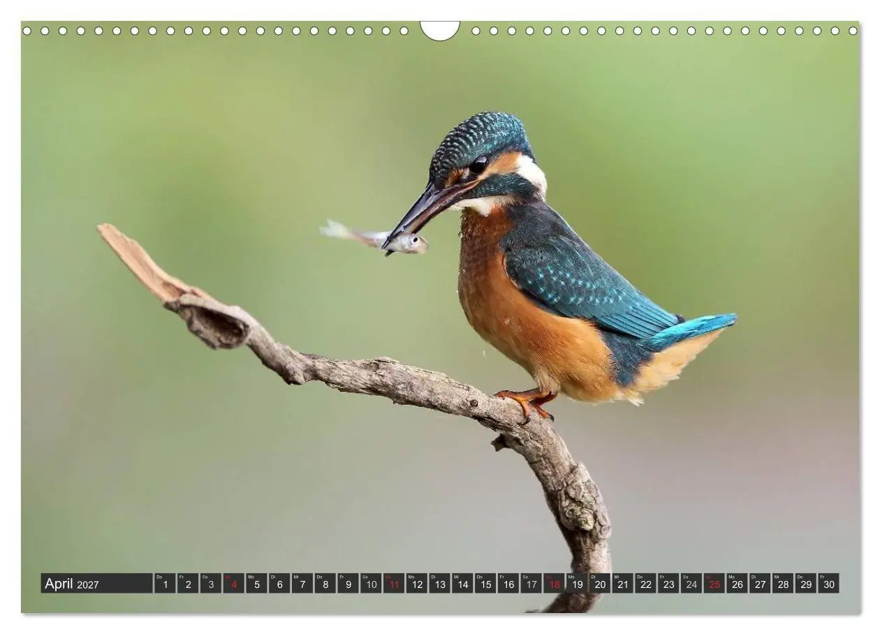Bild: 9783594244692 | Der Eisvogel (Wandkalender 2027 DIN A3 quer), CALVENDO Monatskalender