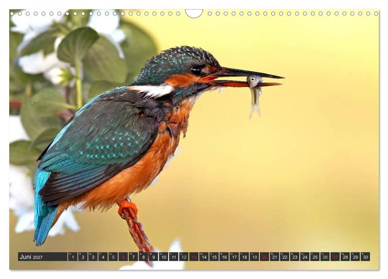 Bild: 9783594244692 | Der Eisvogel (Wandkalender 2027 DIN A3 quer), CALVENDO Monatskalender