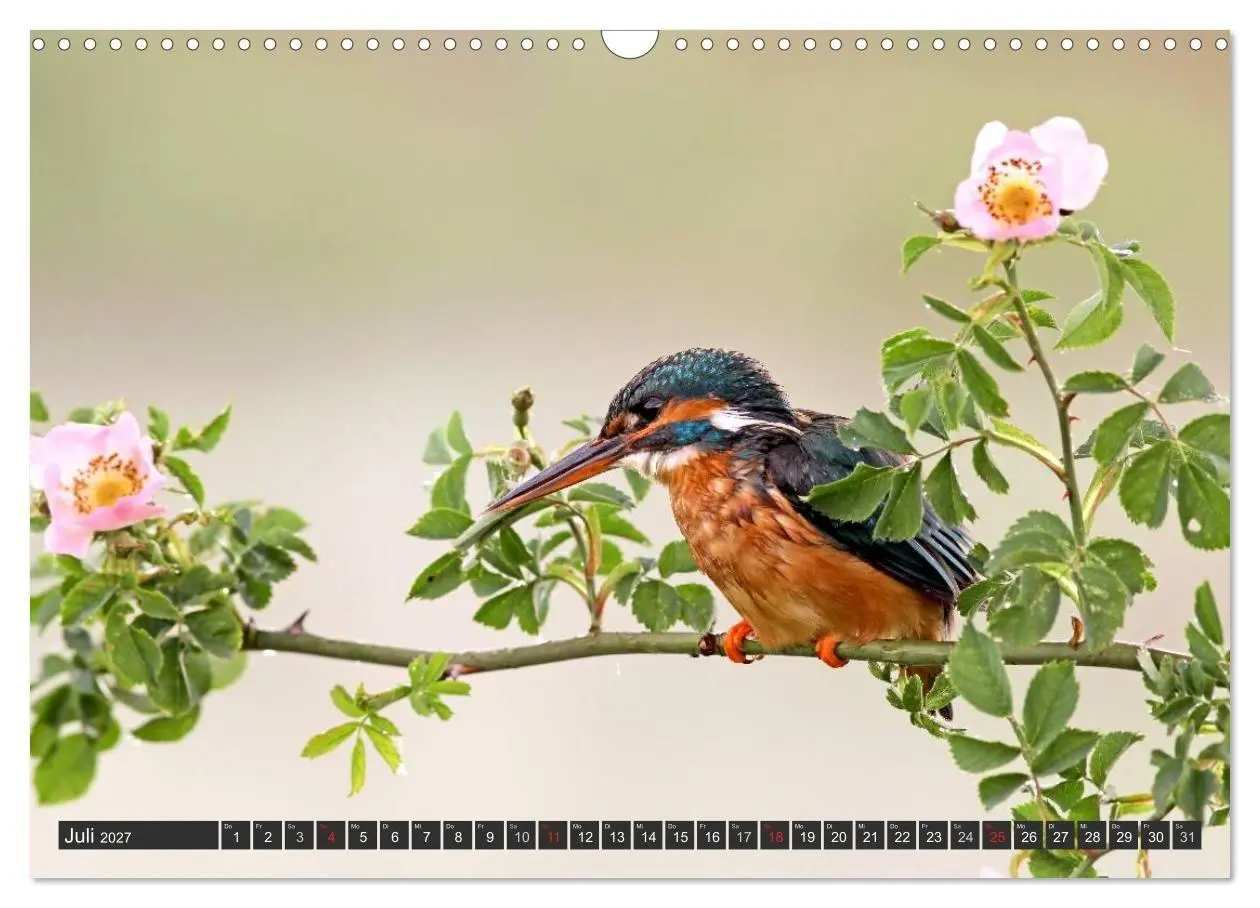 Bild: 9783594244692 | Der Eisvogel (Wandkalender 2027 DIN A3 quer), CALVENDO Monatskalender