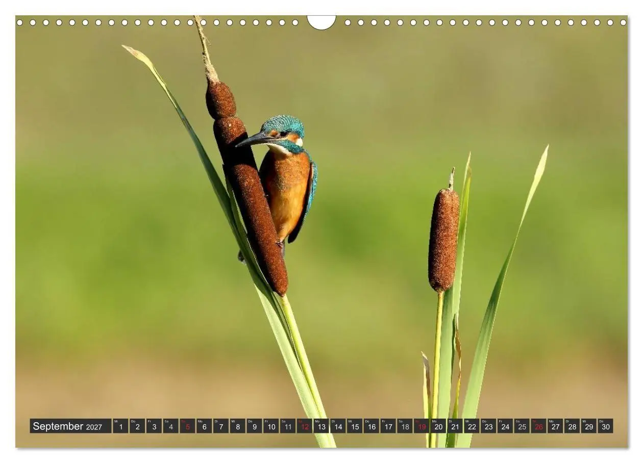 Bild: 9783594244692 | Der Eisvogel (Wandkalender 2027 DIN A3 quer), CALVENDO Monatskalender