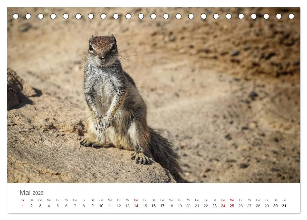 Bild: 9783457784792 | Fuerteventura - die Wüsteninsel der Kanaren (Tischkalender 2026 DIN...