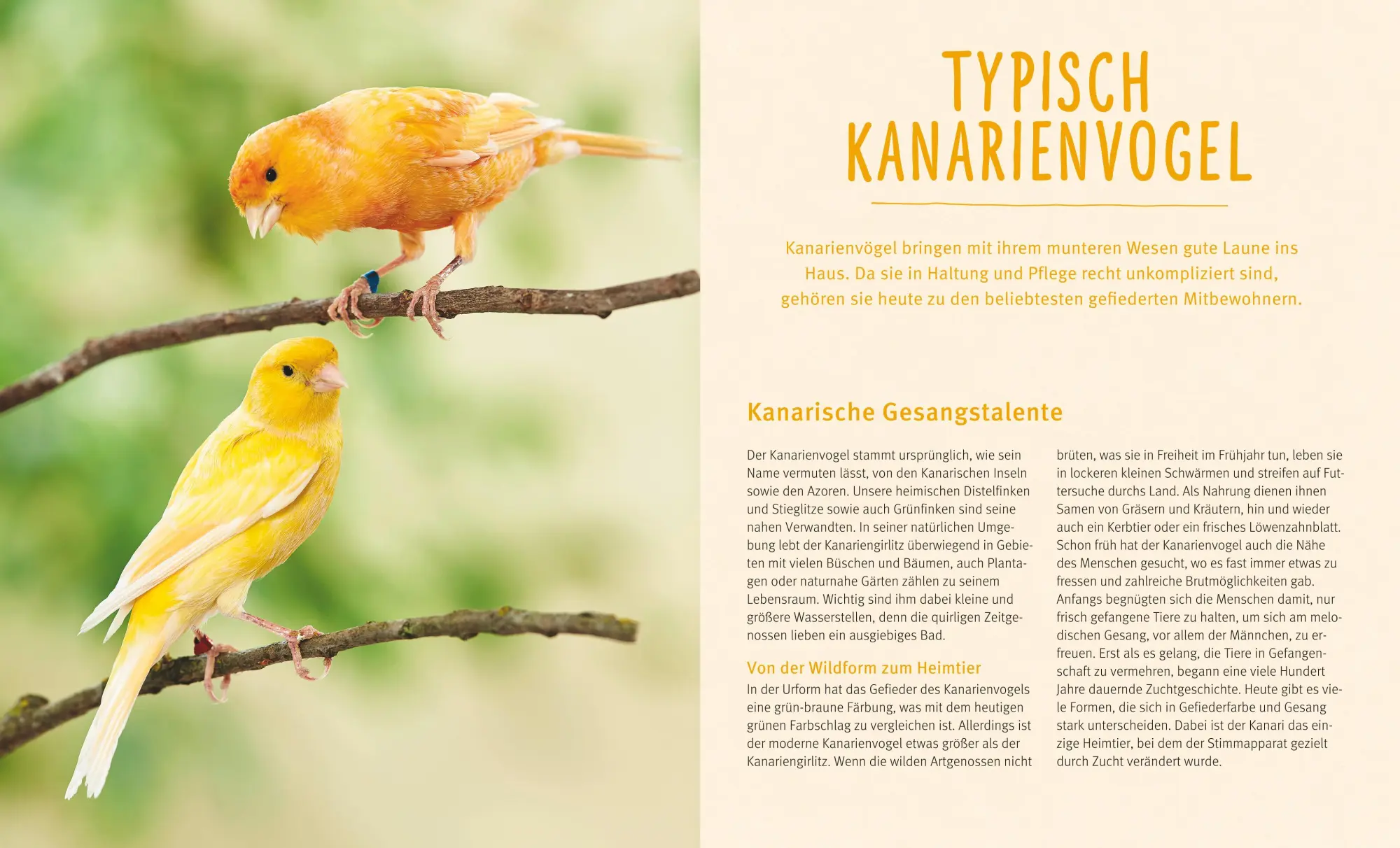 Bild: 9783833855092 | Kanarienvögel | Die wichtigsten Wohlfühl-Basics | Thomas Haupt | Buch