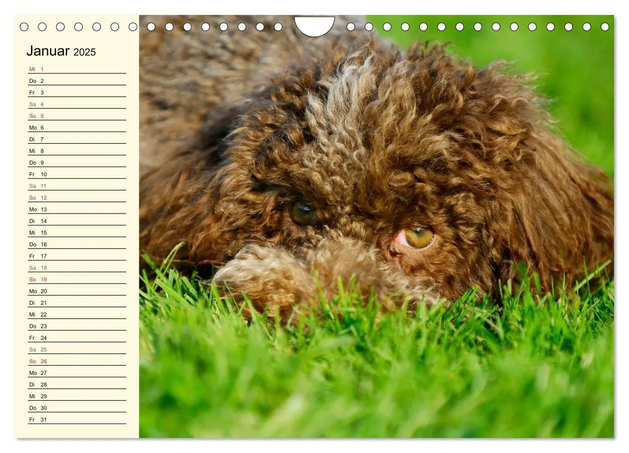 Bild: 9783435545292 | Lagotto Romagnolo - Italienischer Trüffelhund (Wandkalender 2025...