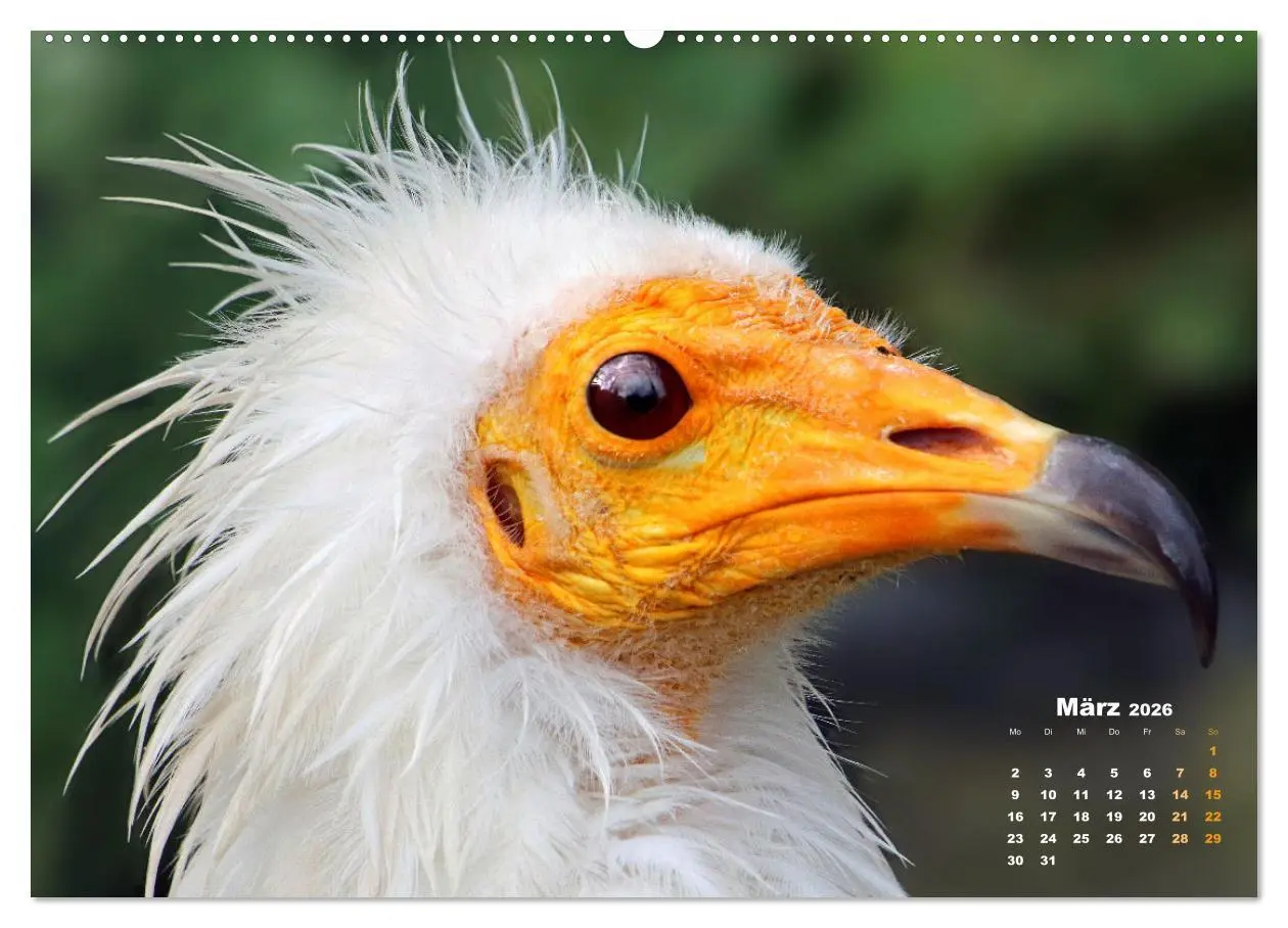 Bild: 9783457635292 | GEIERPORTRÄTS (Wandkalender 2026 DIN A2 quer), CALVENDO Monatskalender