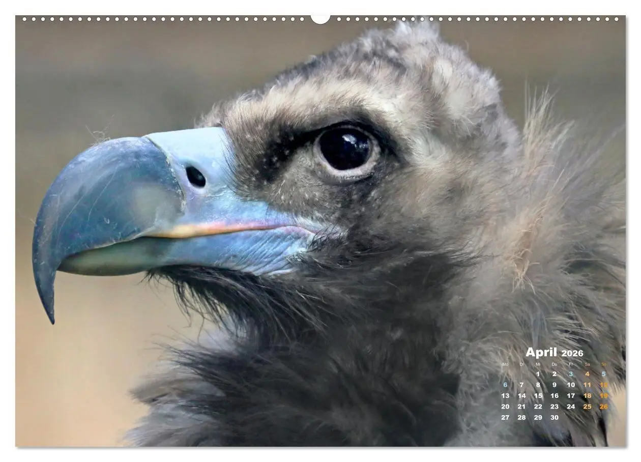 Bild: 9783457635292 | GEIERPORTRÄTS (Wandkalender 2026 DIN A2 quer), CALVENDO Monatskalender