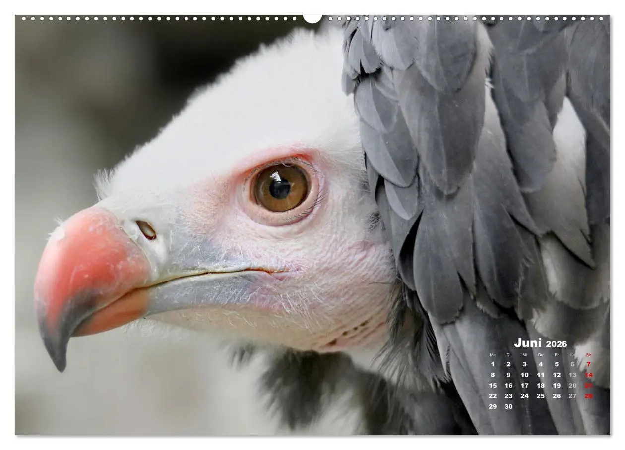 Bild: 9783457635292 | GEIERPORTRÄTS (Wandkalender 2026 DIN A2 quer), CALVENDO Monatskalender