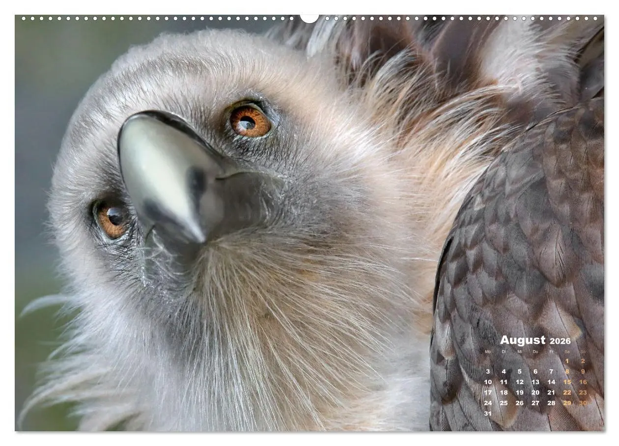 Bild: 9783457635292 | GEIERPORTRÄTS (Wandkalender 2026 DIN A2 quer), CALVENDO Monatskalender