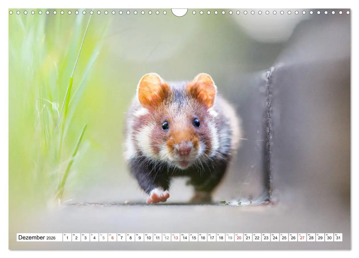 Bild: 9783457785492 | Herzige Feldhamster - farbenfrohe Nagetiere im städtischen...