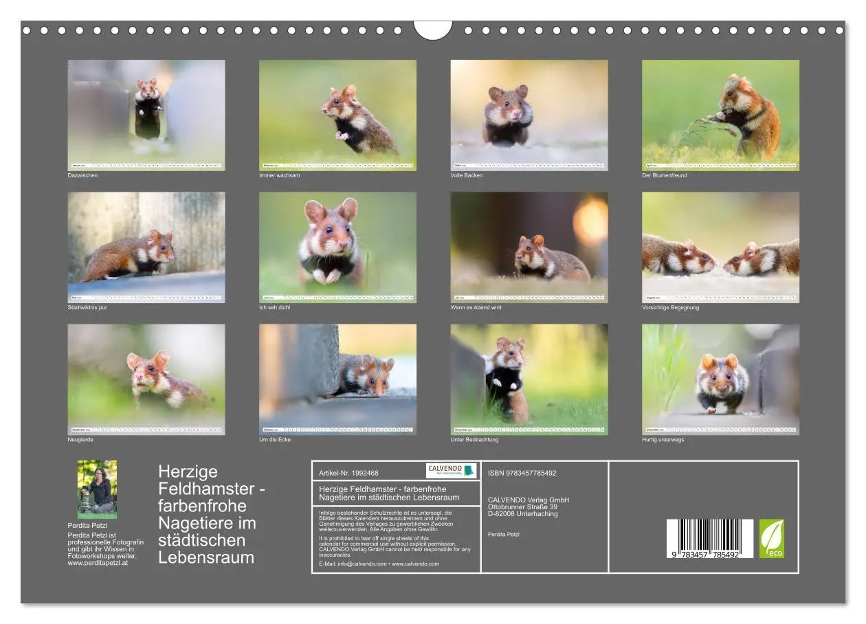 Bild: 9783457785492 | Herzige Feldhamster - farbenfrohe Nagetiere im städtischen...