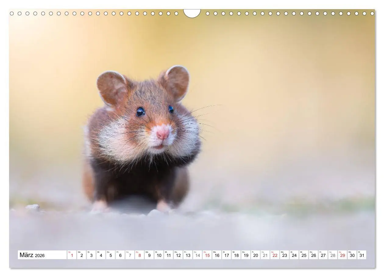 Bild: 9783457785492 | Herzige Feldhamster - farbenfrohe Nagetiere im städtischen...