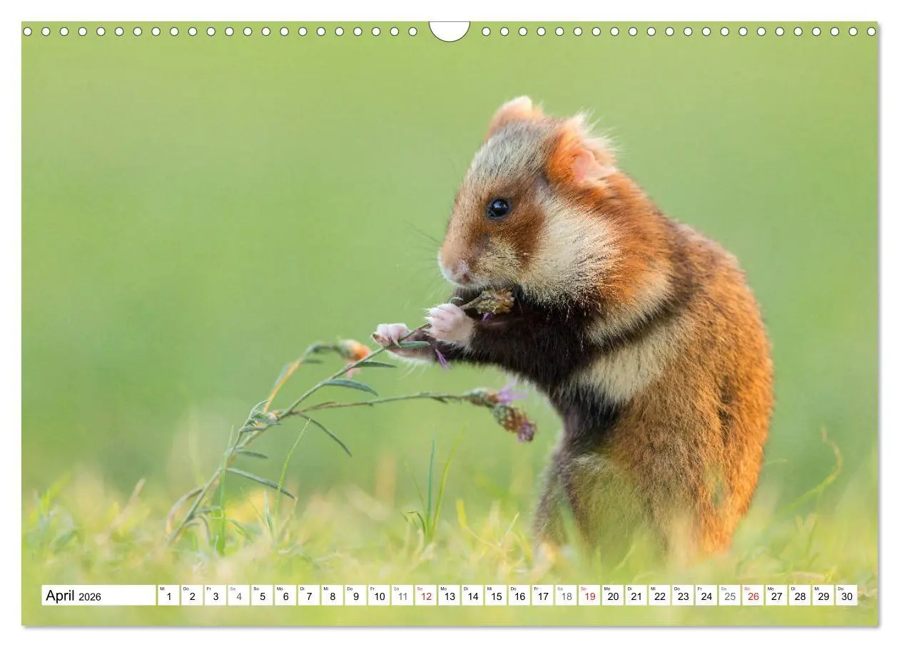 Bild: 9783457785492 | Herzige Feldhamster - farbenfrohe Nagetiere im städtischen...
