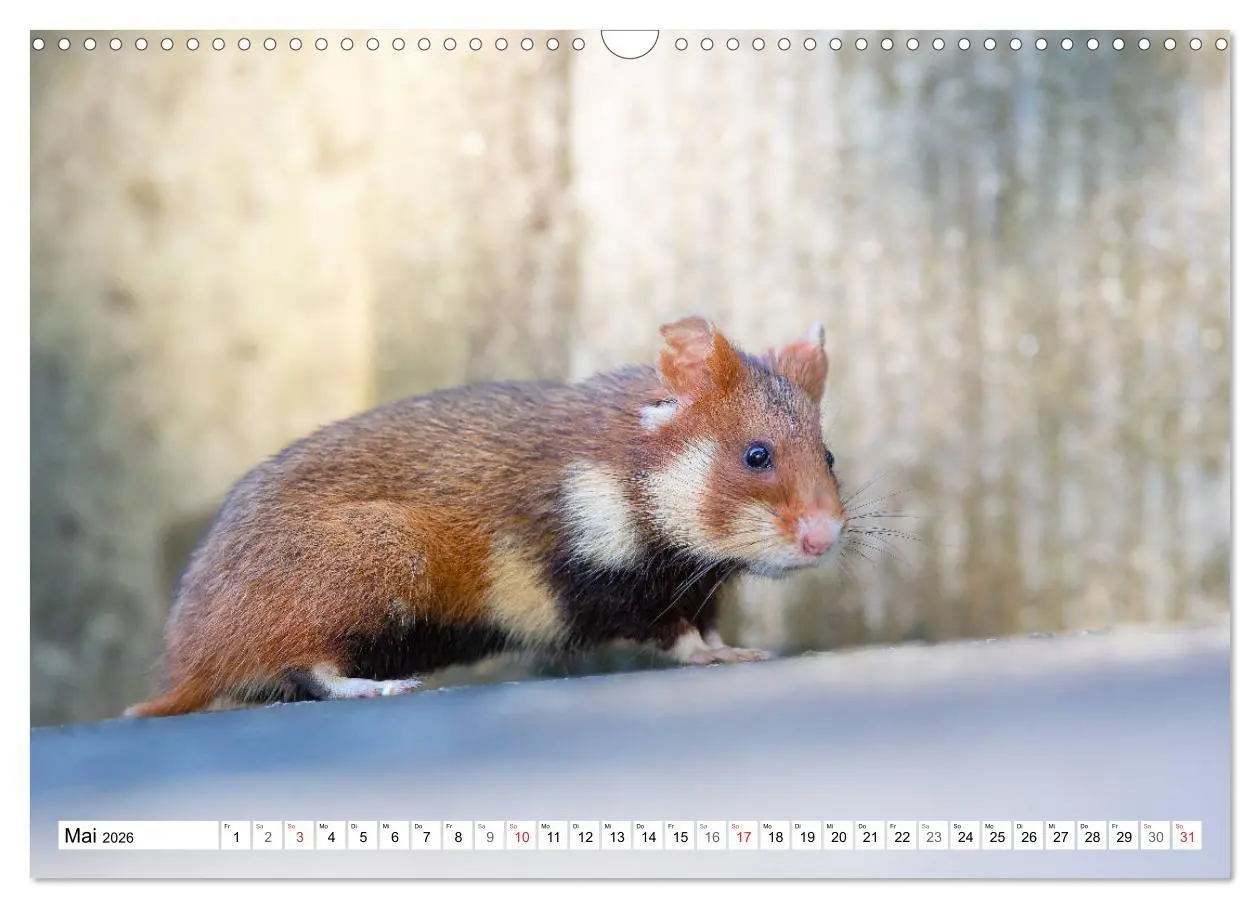 Bild: 9783457785492 | Herzige Feldhamster - farbenfrohe Nagetiere im städtischen...