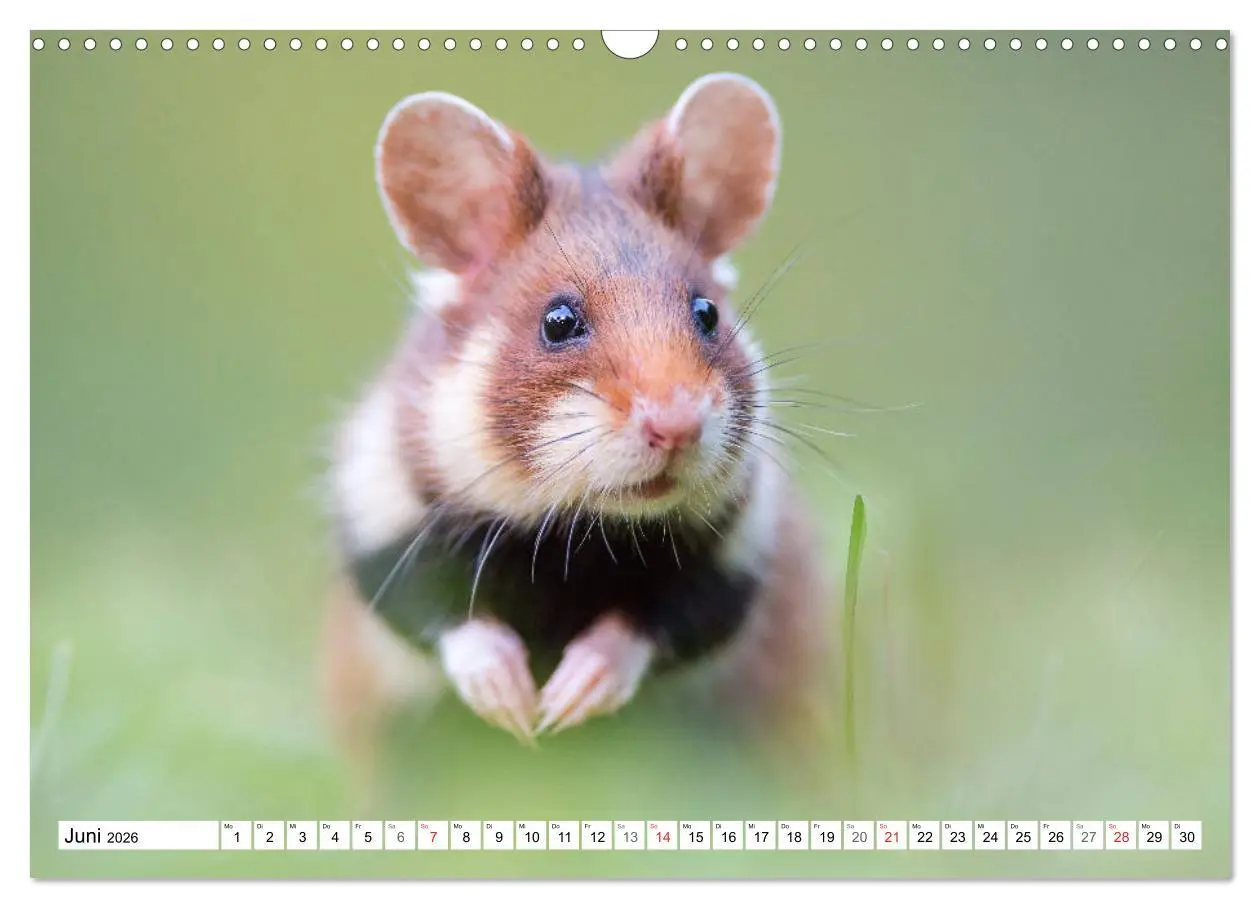 Bild: 9783457785492 | Herzige Feldhamster - farbenfrohe Nagetiere im städtischen...