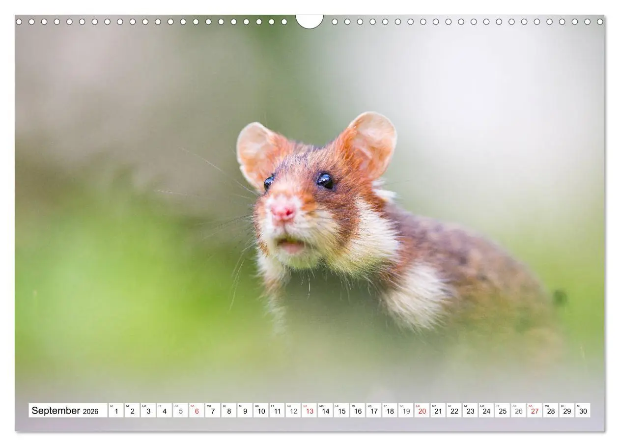 Bild: 9783457785492 | Herzige Feldhamster - farbenfrohe Nagetiere im städtischen...
