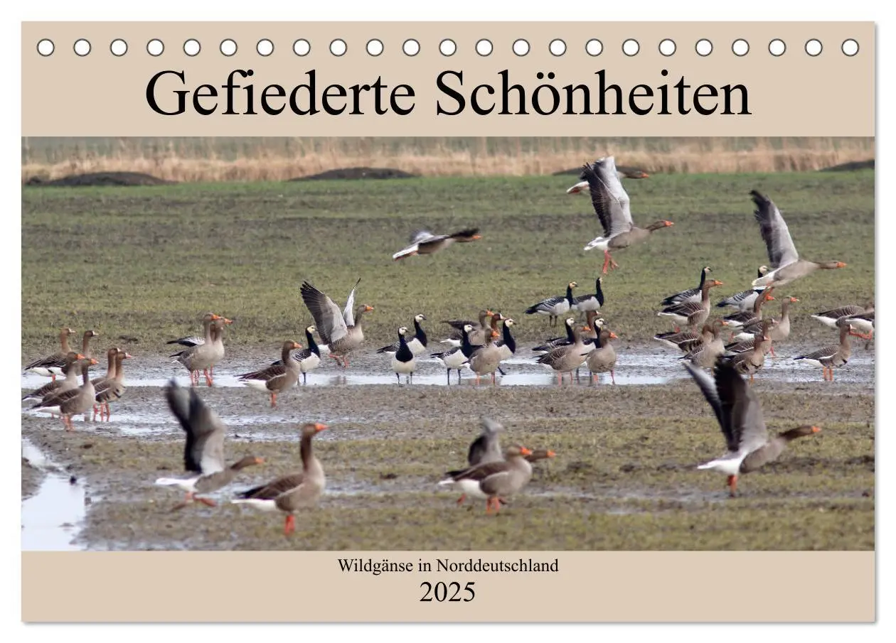 Cover: 9783435375592 | Gefiederte Schönheiten - Wildgänse in Norddeutschland...