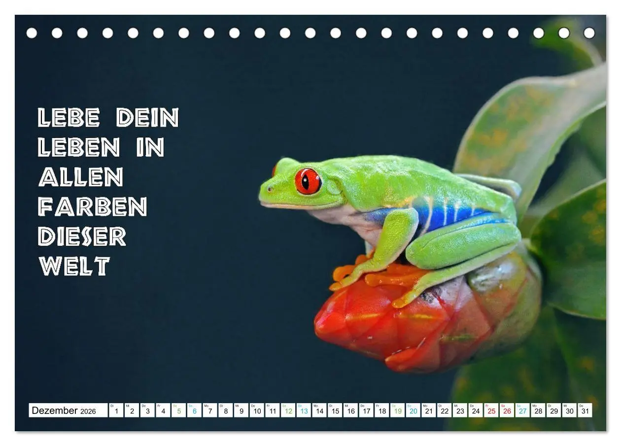 Bild: 9783457535592 | Frosch quakt Sprüche (Tischkalender 2026 DIN A5 quer), CALVENDO...