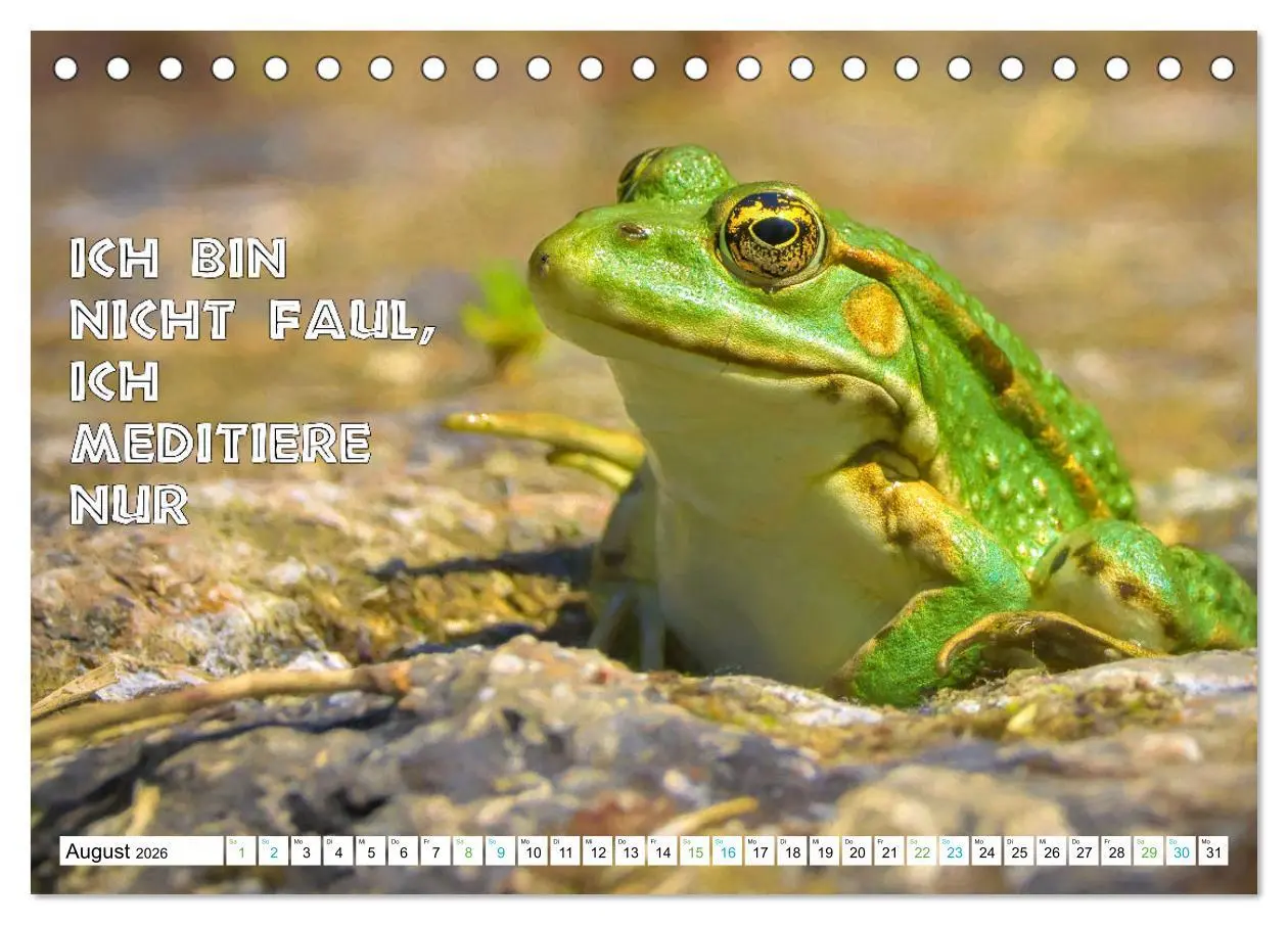 Bild: 9783457535592 | Frosch quakt Sprüche (Tischkalender 2026 DIN A5 quer), CALVENDO...