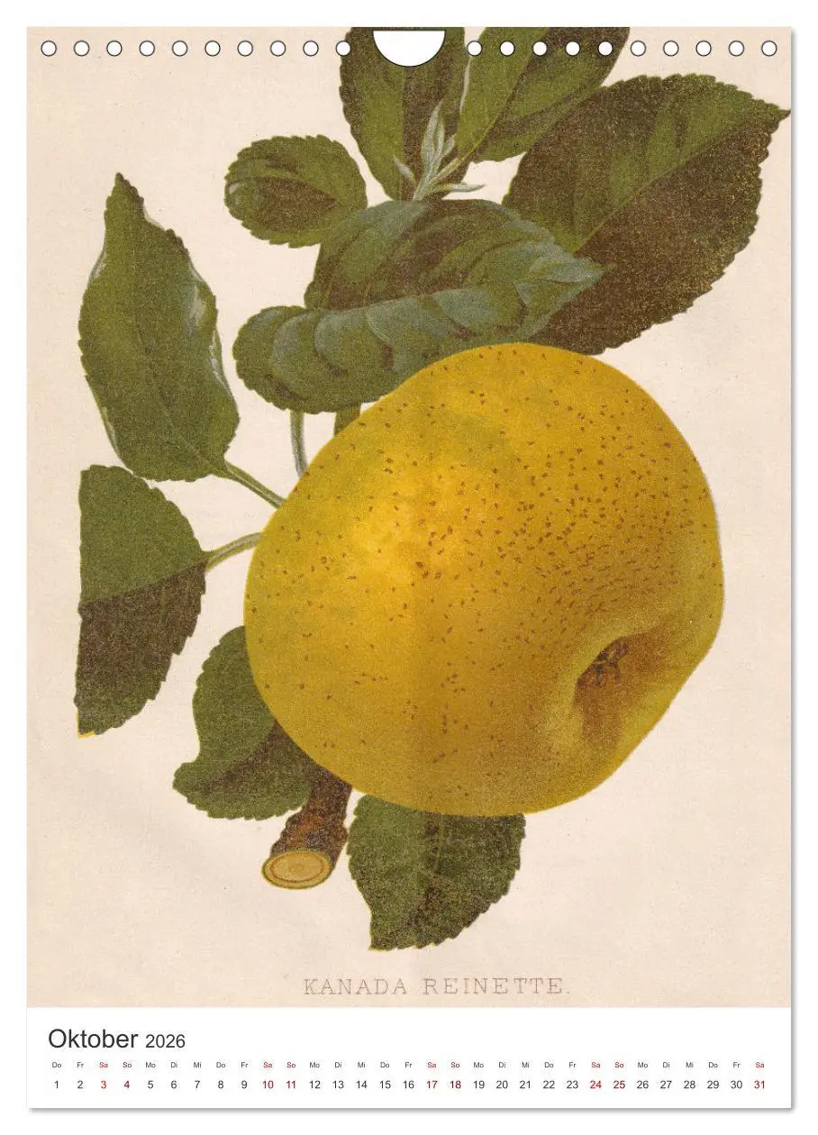 Bild: 9783516245592 | Alte Obstsorten - Äpfel 2026 (Wandkalender 2026 DIN A4 hoch),...