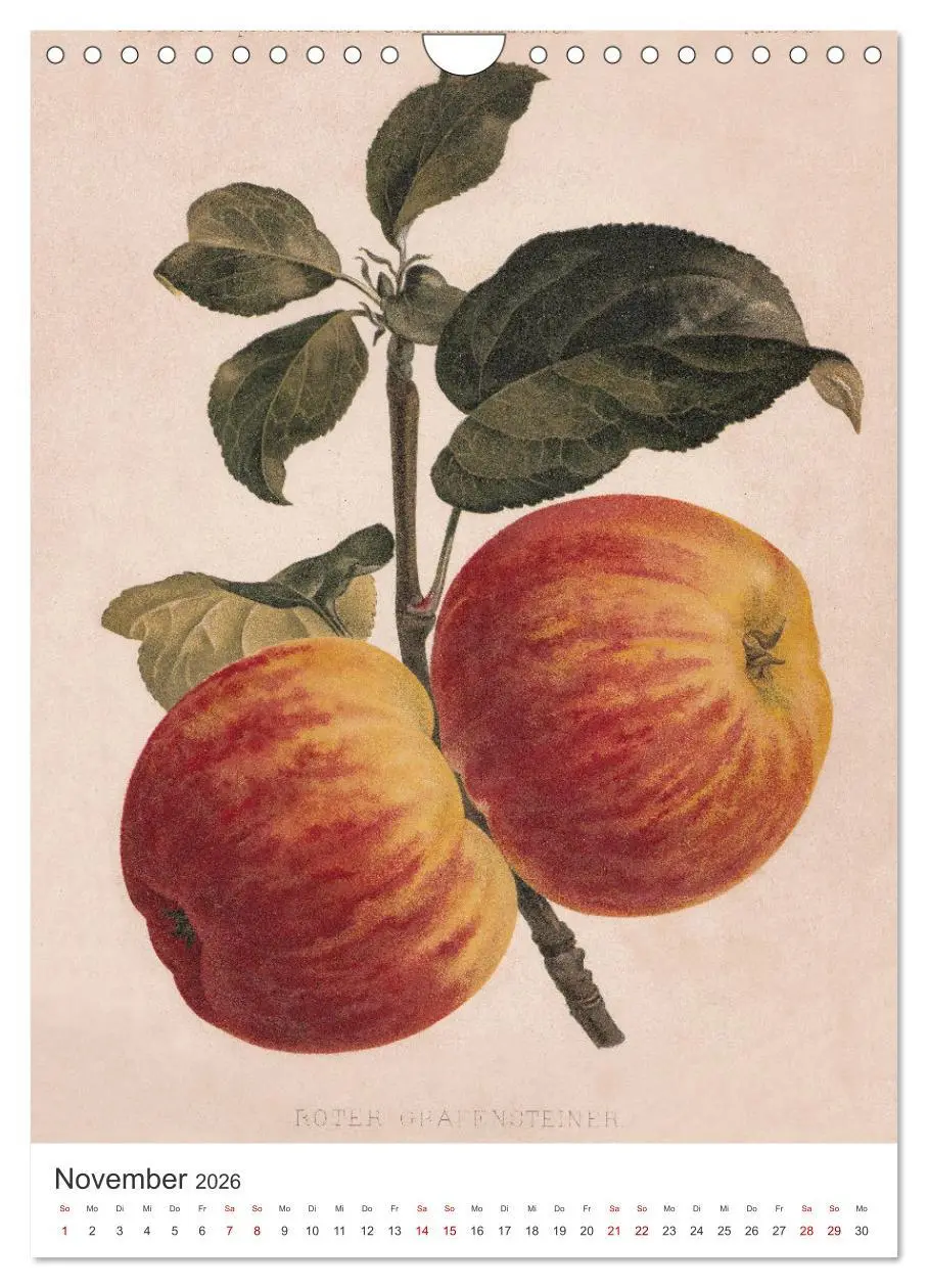 Bild: 9783516245592 | Alte Obstsorten - Äpfel 2026 (Wandkalender 2026 DIN A4 hoch),...
