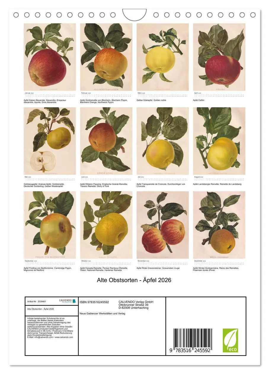 Bild: 9783516245592 | Alte Obstsorten - Äpfel 2026 (Wandkalender 2026 DIN A4 hoch),...