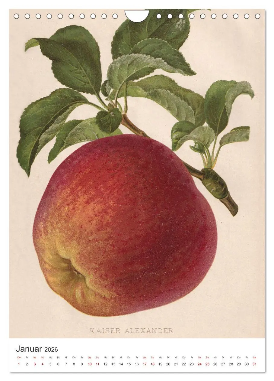 Bild: 9783516245592 | Alte Obstsorten - Äpfel 2026 (Wandkalender 2026 DIN A4 hoch),...