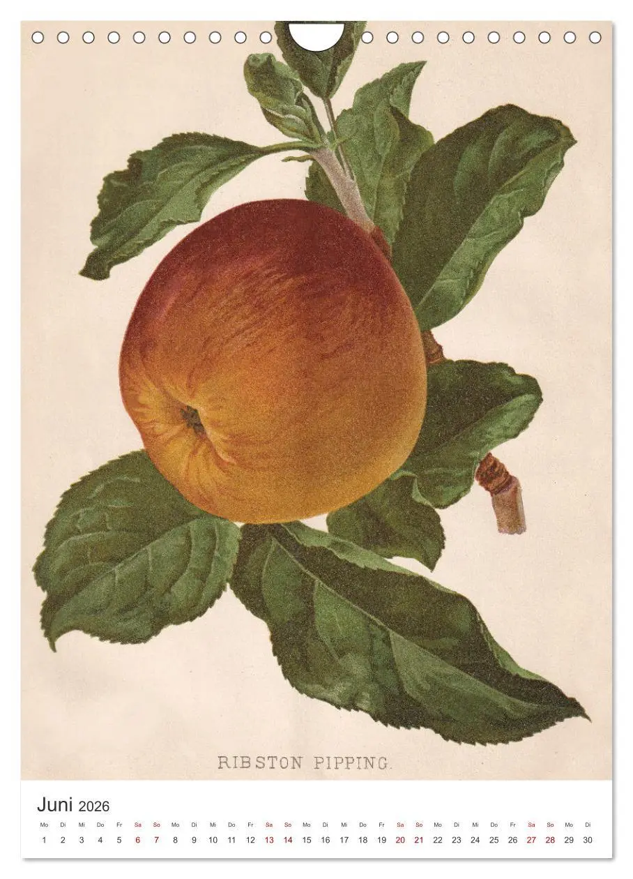 Bild: 9783516245592 | Alte Obstsorten - Äpfel 2026 (Wandkalender 2026 DIN A4 hoch),...
