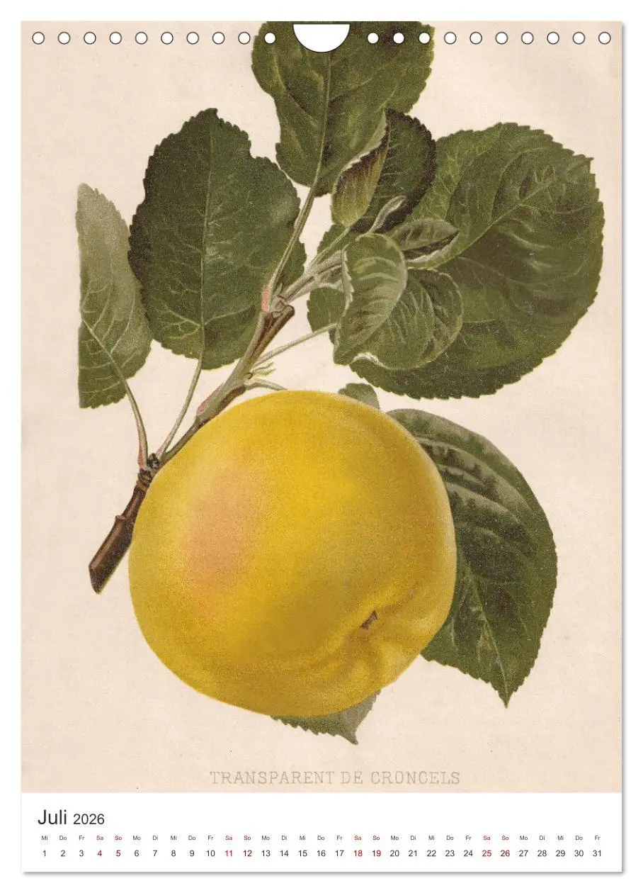 Bild: 9783516245592 | Alte Obstsorten - Äpfel 2026 (Wandkalender 2026 DIN A4 hoch),...