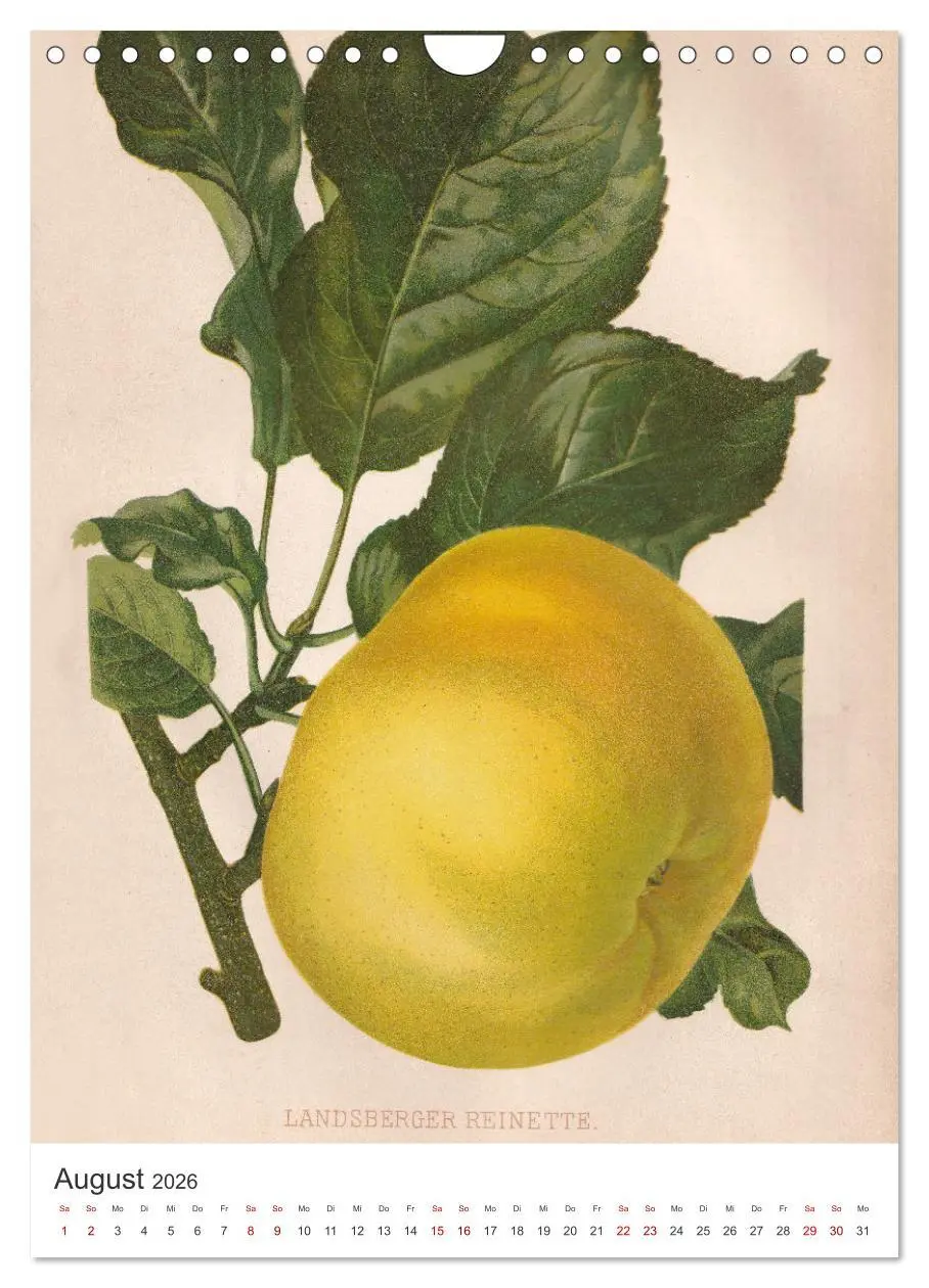 Bild: 9783516245592 | Alte Obstsorten - Äpfel 2026 (Wandkalender 2026 DIN A4 hoch),...