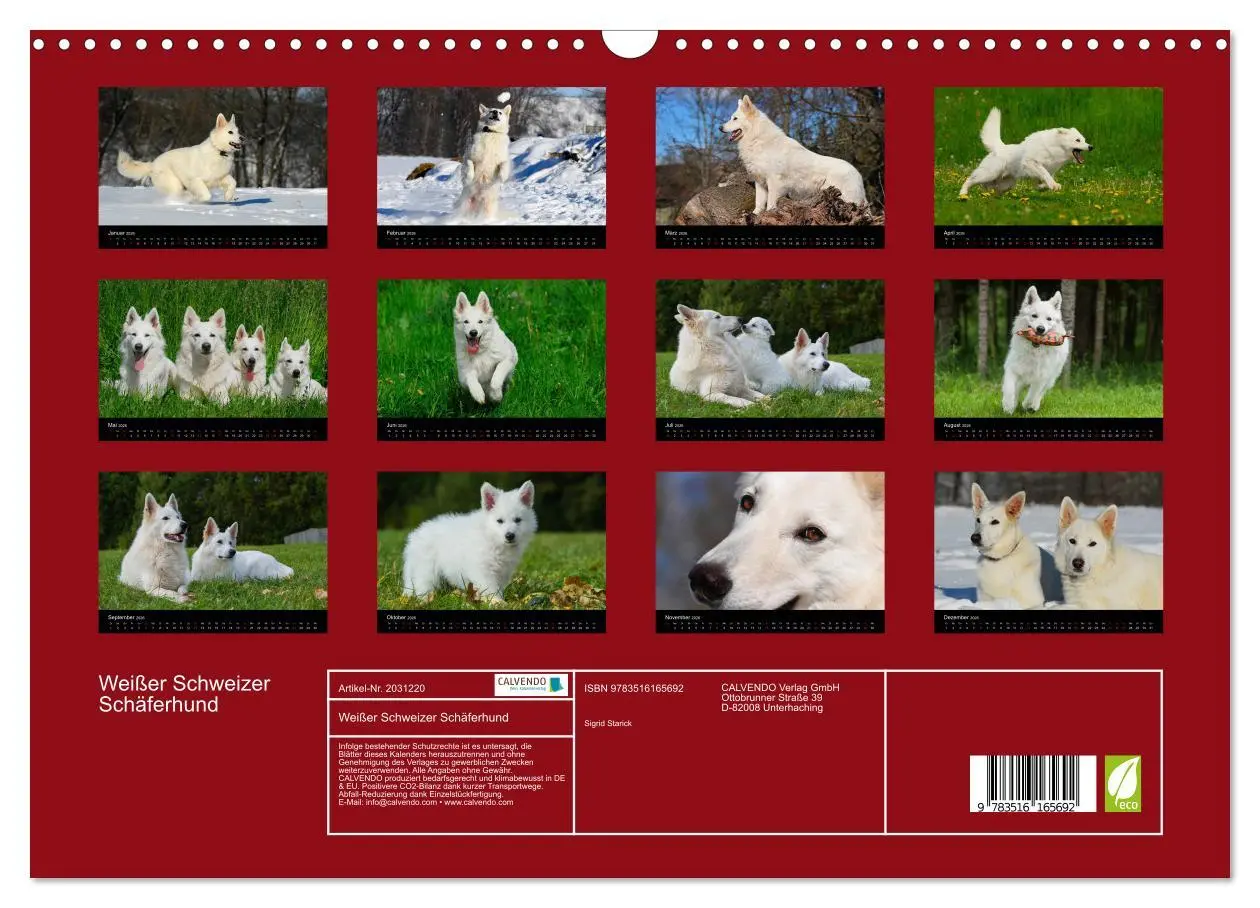 Bild: 9783516165692 | Weißer Schweizer Schäferhund (Wandkalender 2026 DIN A3 quer),...