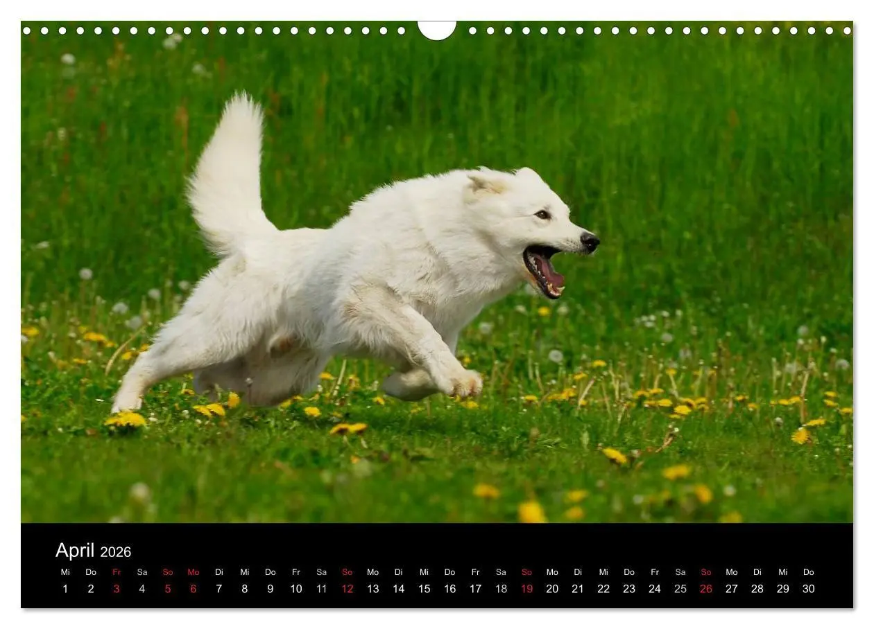 Bild: 9783516165692 | Weißer Schweizer Schäferhund (Wandkalender 2026 DIN A3 quer),...