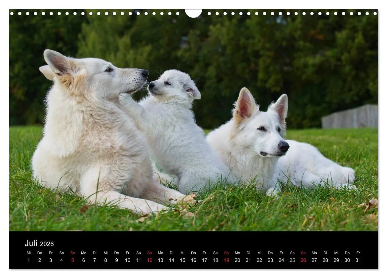 Bild: 9783516165692 | Weißer Schweizer Schäferhund (Wandkalender 2026 DIN A3 quer),...
