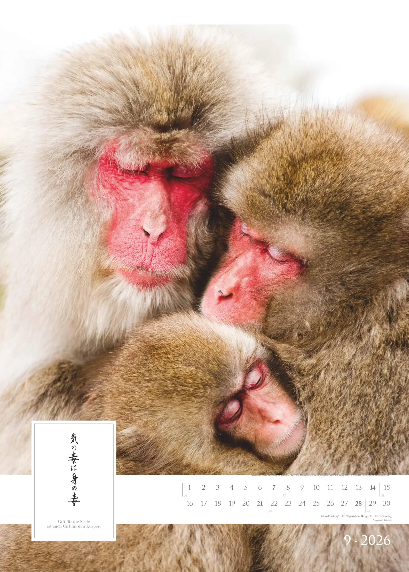 Bild: 4069095005792 | Spirit of Japan 2026 - Bildkalender XXL 50x70 cm - mit japanischer...