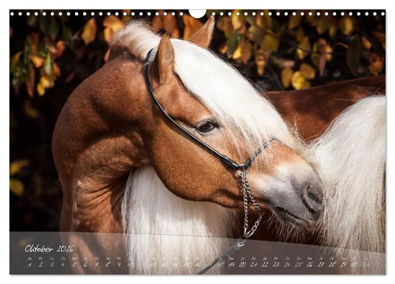 Bild: 9783457975992 | Haflinger-Pferde in Reinzucht (Wandkalender 2026 DIN A3 quer),...