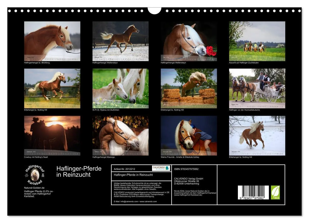 Bild: 9783457975992 | Haflinger-Pferde in Reinzucht (Wandkalender 2026 DIN A3 quer),...