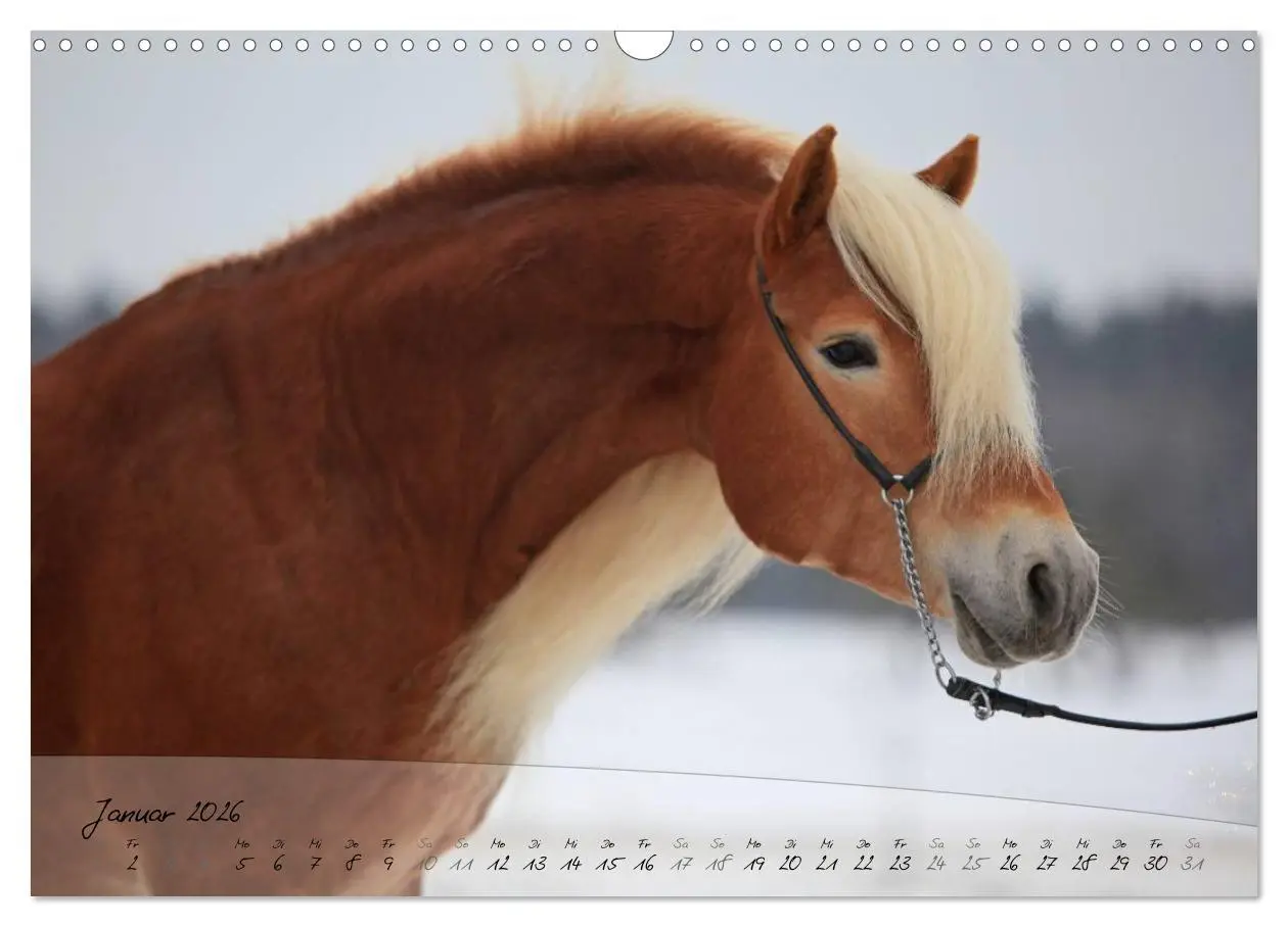 Bild: 9783457975992 | Haflinger-Pferde in Reinzucht (Wandkalender 2026 DIN A3 quer),...