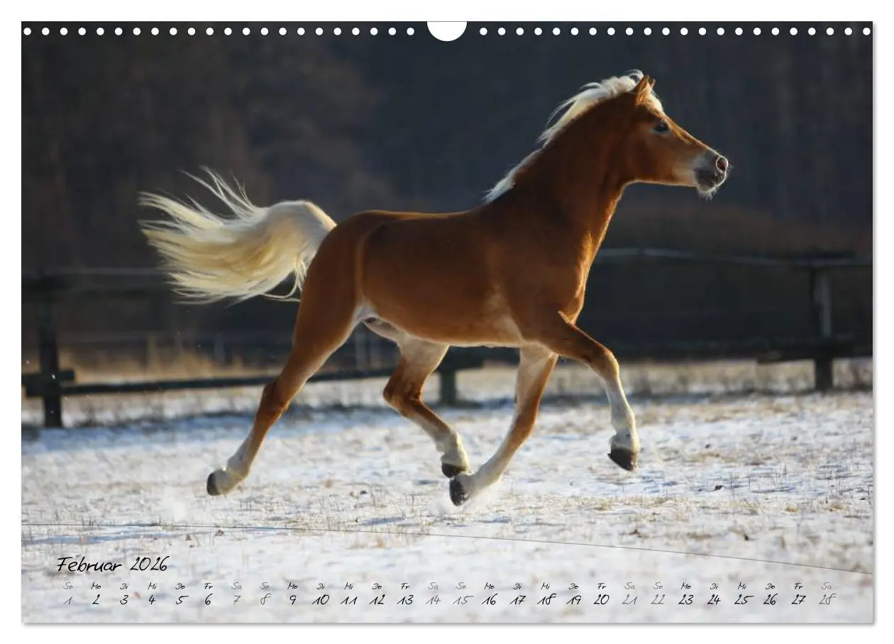Bild: 9783457975992 | Haflinger-Pferde in Reinzucht (Wandkalender 2026 DIN A3 quer),...