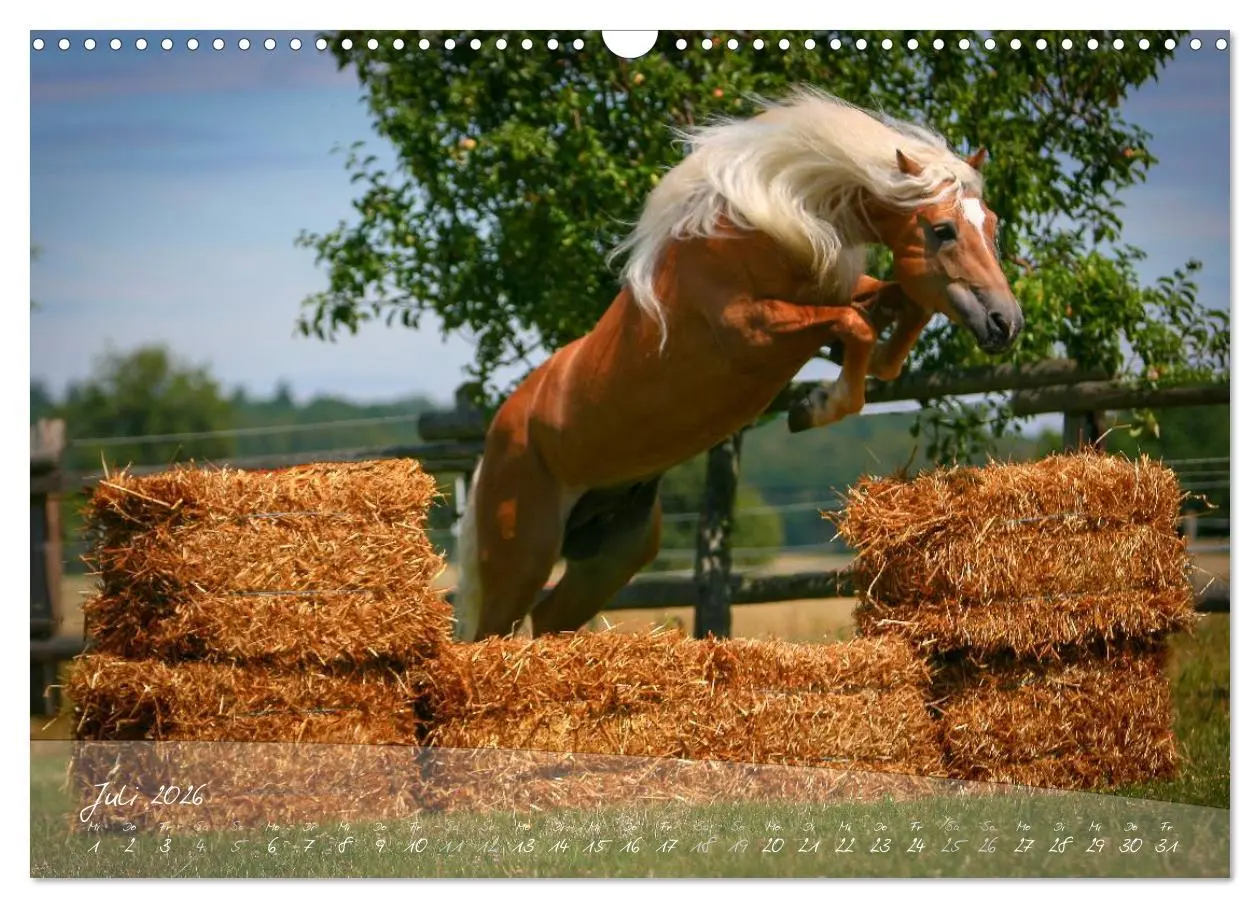 Bild: 9783457975992 | Haflinger-Pferde in Reinzucht (Wandkalender 2026 DIN A3 quer),...