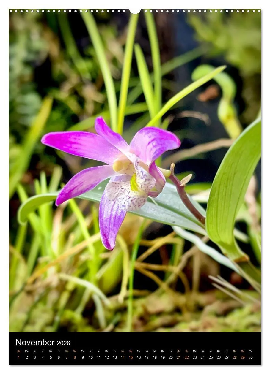 Bild: 9783516326192 | Orchideen - Exoten im Wohnzimmer (Wandkalender 2026 DIN A2 hoch),...