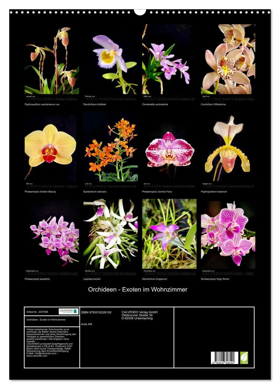 Bild: 9783516326192 | Orchideen - Exoten im Wohnzimmer (Wandkalender 2026 DIN A2 hoch),...