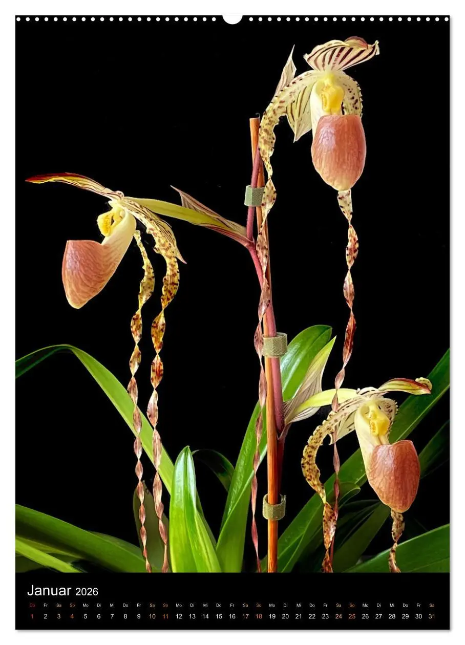 Bild: 9783516326192 | Orchideen - Exoten im Wohnzimmer (Wandkalender 2026 DIN A2 hoch),...