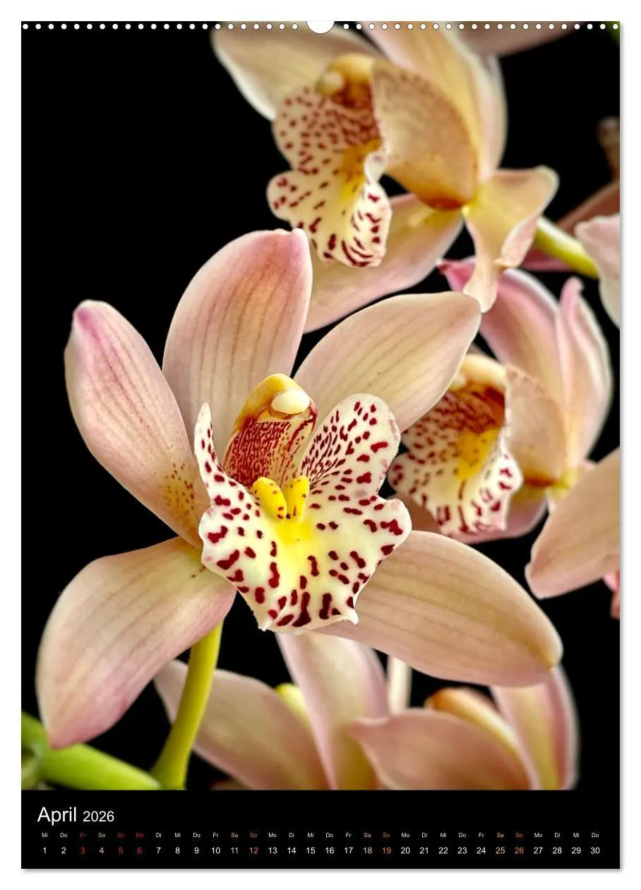 Bild: 9783516326192 | Orchideen - Exoten im Wohnzimmer (Wandkalender 2026 DIN A2 hoch),...